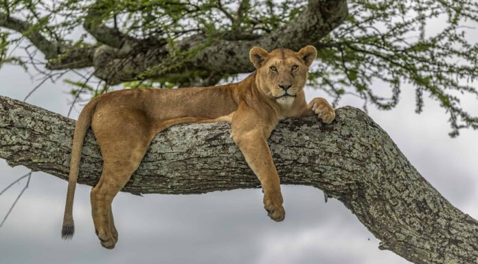 I leoni possono arrampicarsi sugli alberi?
