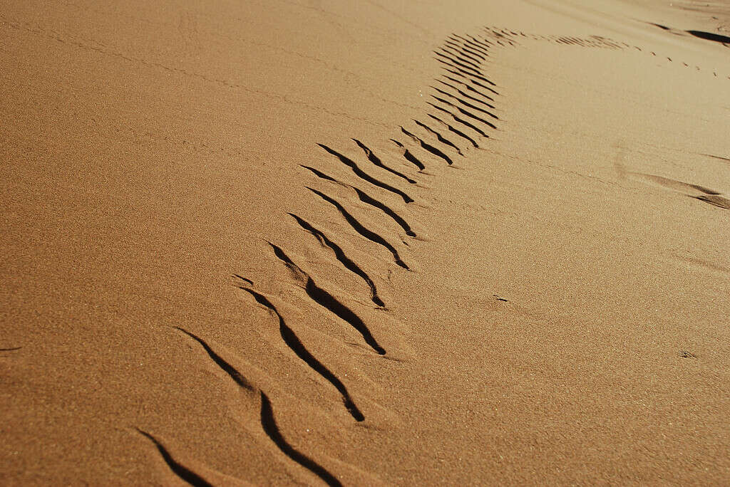 Tracce di serpenti Sidewinder nel deserto del Namib