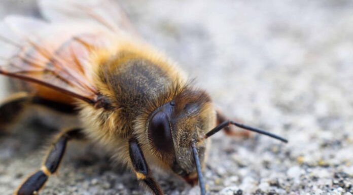 Come sbarazzarsi istantaneamente delle api in un muro

