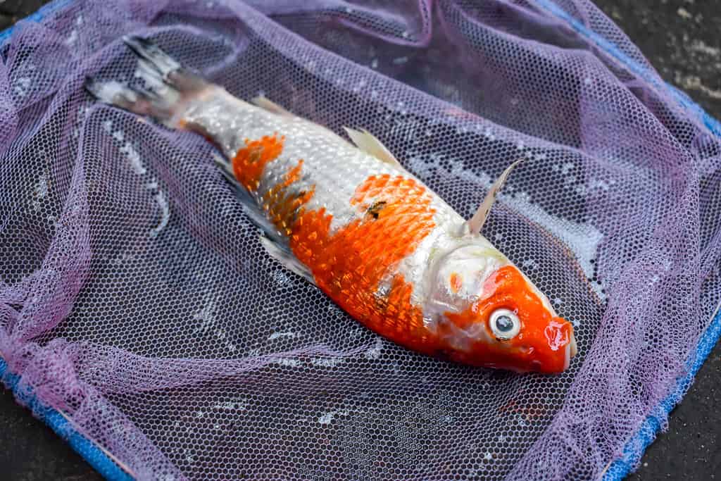 Il pesce Kohaku Koi è morto a causa della scarsa qualità dell'acqua, ad esempio avvelenamento da ammoniaca.  Catturato dalla rete da pesca.  Vista in alto a destra.