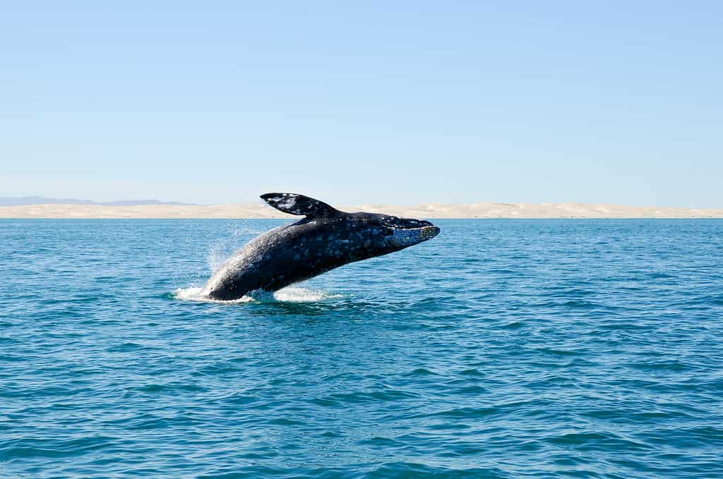 Violazione della balena grigia