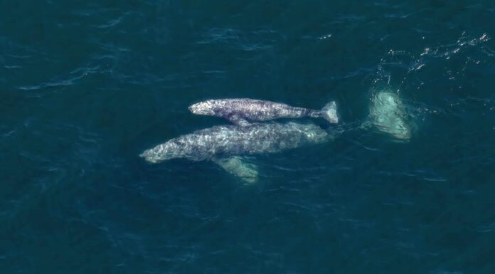 Scopri il mammifero marino ufficiale dello stato della California
