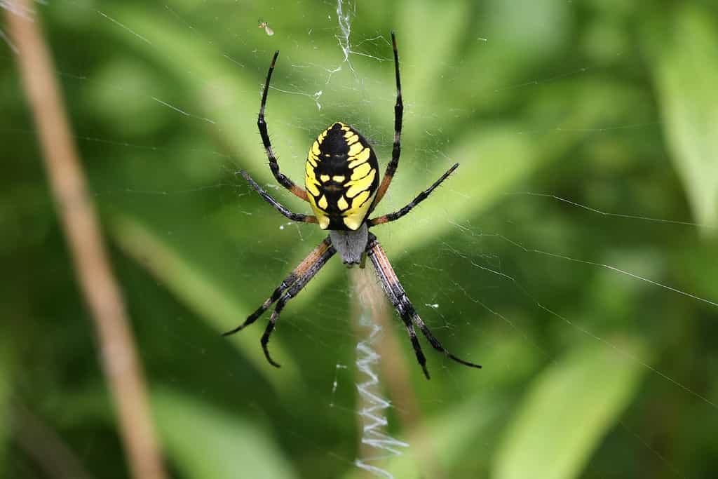 Il ragno da giardino nero e giallo è il più grande tra i tessitori di sfere del Connecticut