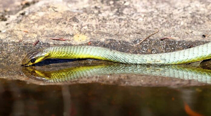 I serpenti bevono acqua?
