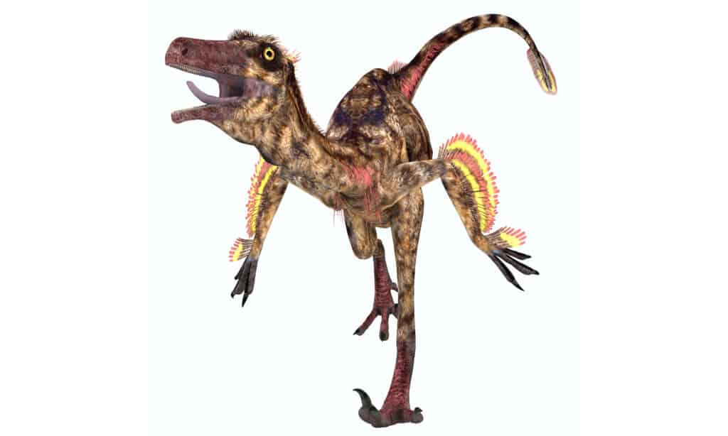 Si ritiene che il Troodon raggiunga una velocità di 37 mph