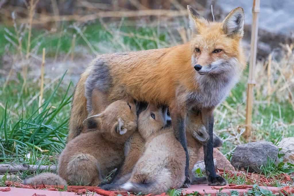 Una femmina di volpe selvatica allatta i suoi giovani cuccioli di volpe nei sobborghi del Colorado.