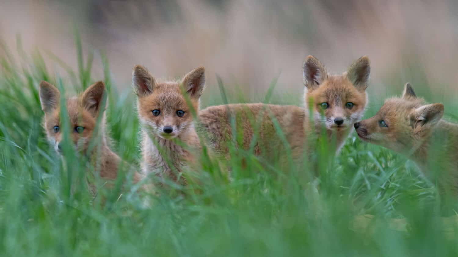 Quattro curiosi cuccioli di volpe rossa che spuntano dall'erba.