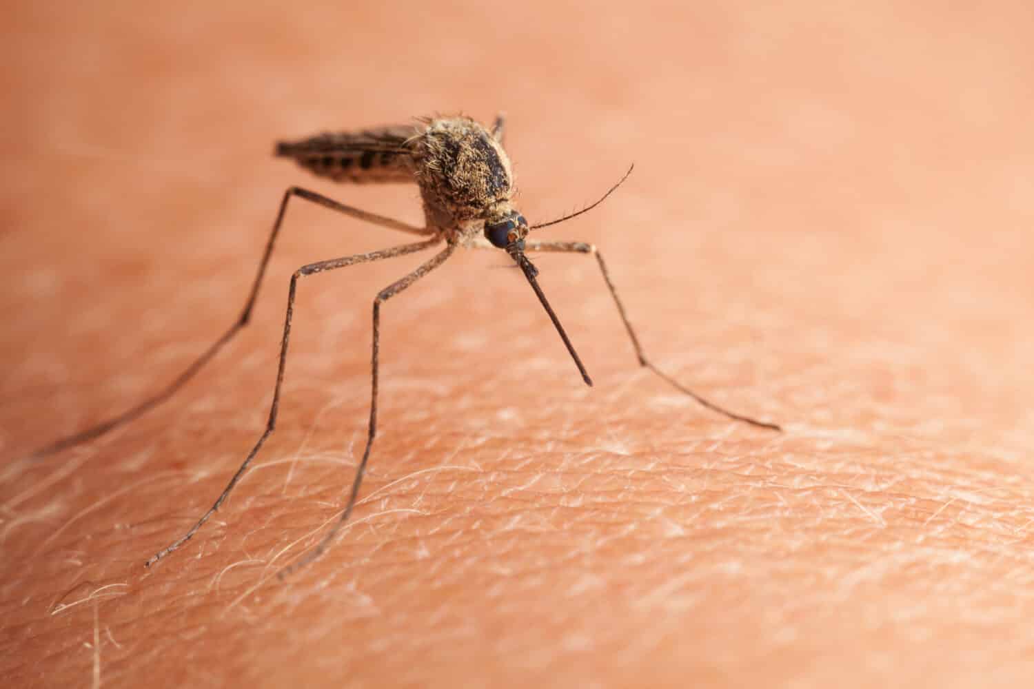 Ripresa macro della zanzara della casa settentrionale (Culex pipiens) seduta sulla pelle umana 