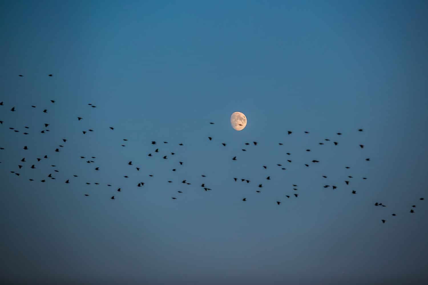 Vista notturna del gregge di storni che sorvolano una luna bianca, cielo blu scuro, migrazione degli uccelli durante l'autunno