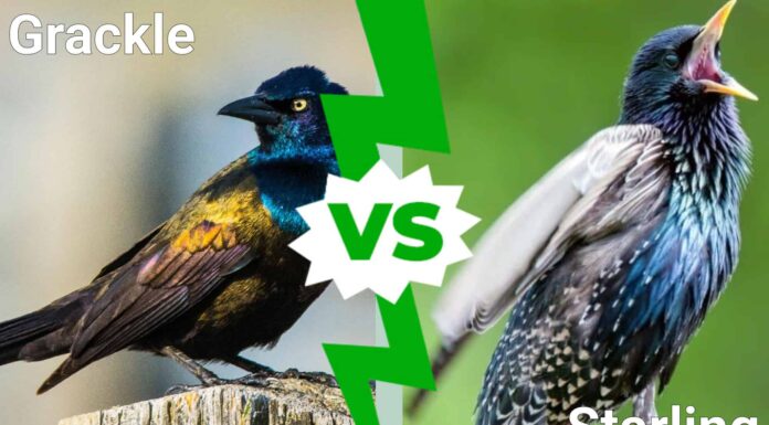 Grackle vs Starling: 7 differenze chiave
