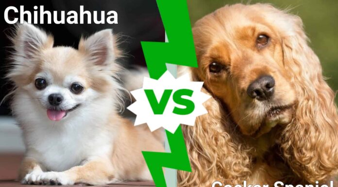  I cani più carini del mondo: Chihuahua vs.  Cocker spaniel
