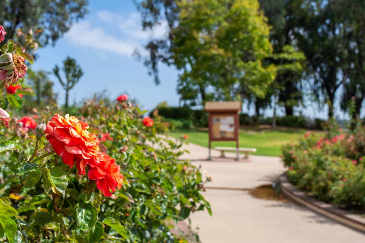 Roseto commemorativo di Inez Grant Parker del Balboa Park