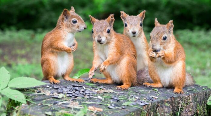 Come si chiama un gruppo di scoiattoli?
