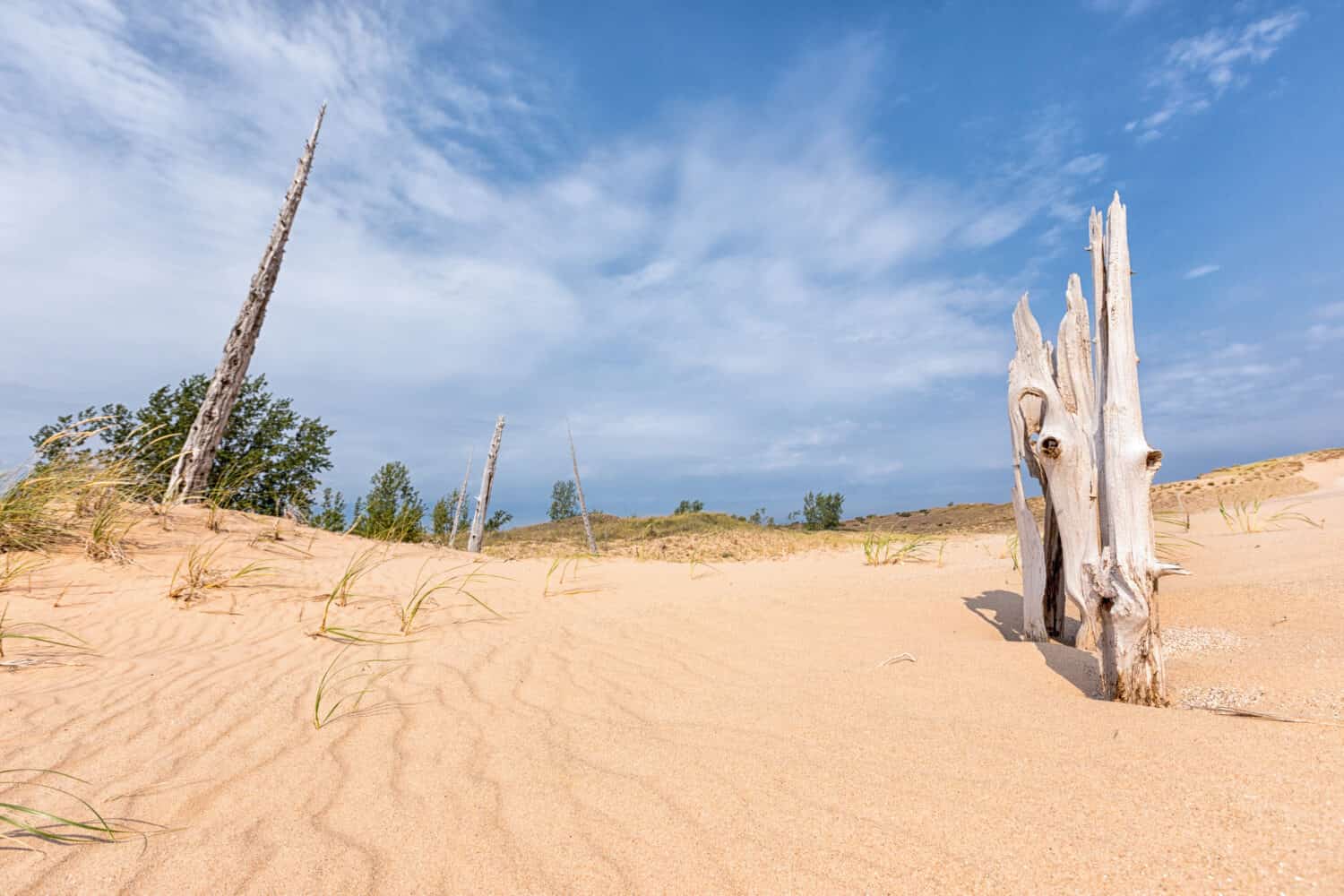 Scheletri di alberi morti si alzano dall'erosione delle dune di sabbia a Sleeping Bear Dunes National Lakeshore.  Un bel cielo blu e nuvole bianche sono sullo sfondo