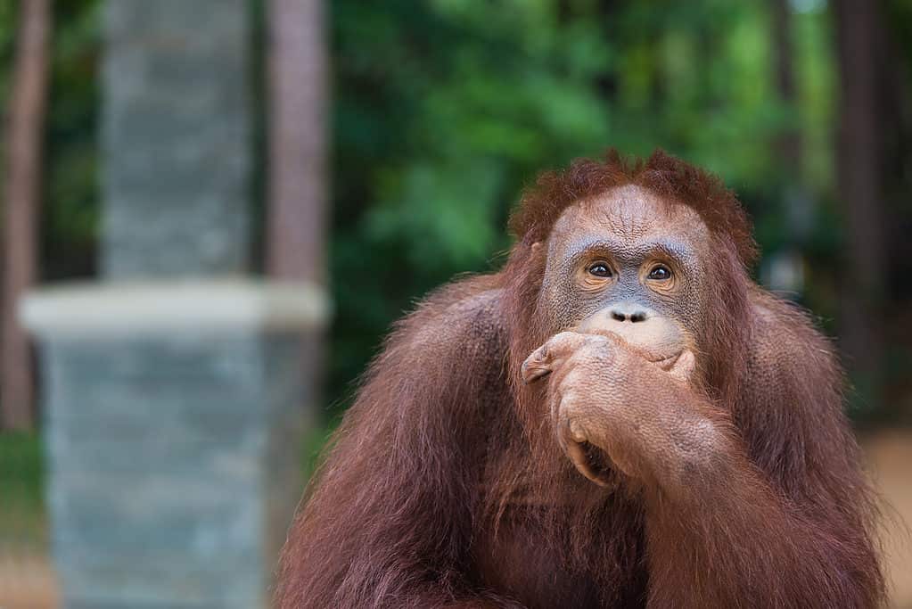 Orangutan immerso nei suoi pensieri