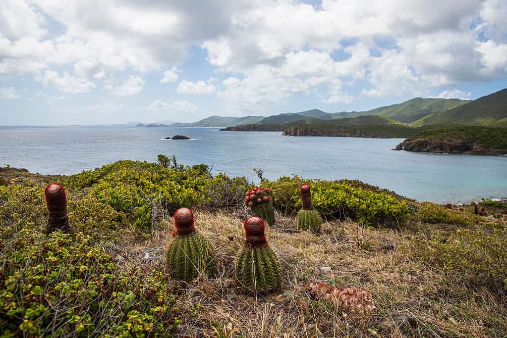 bella vista del paesaggio del Parco Nazionale delle Isole Vergini Americane sull'isola di Saint John durante il giorno.