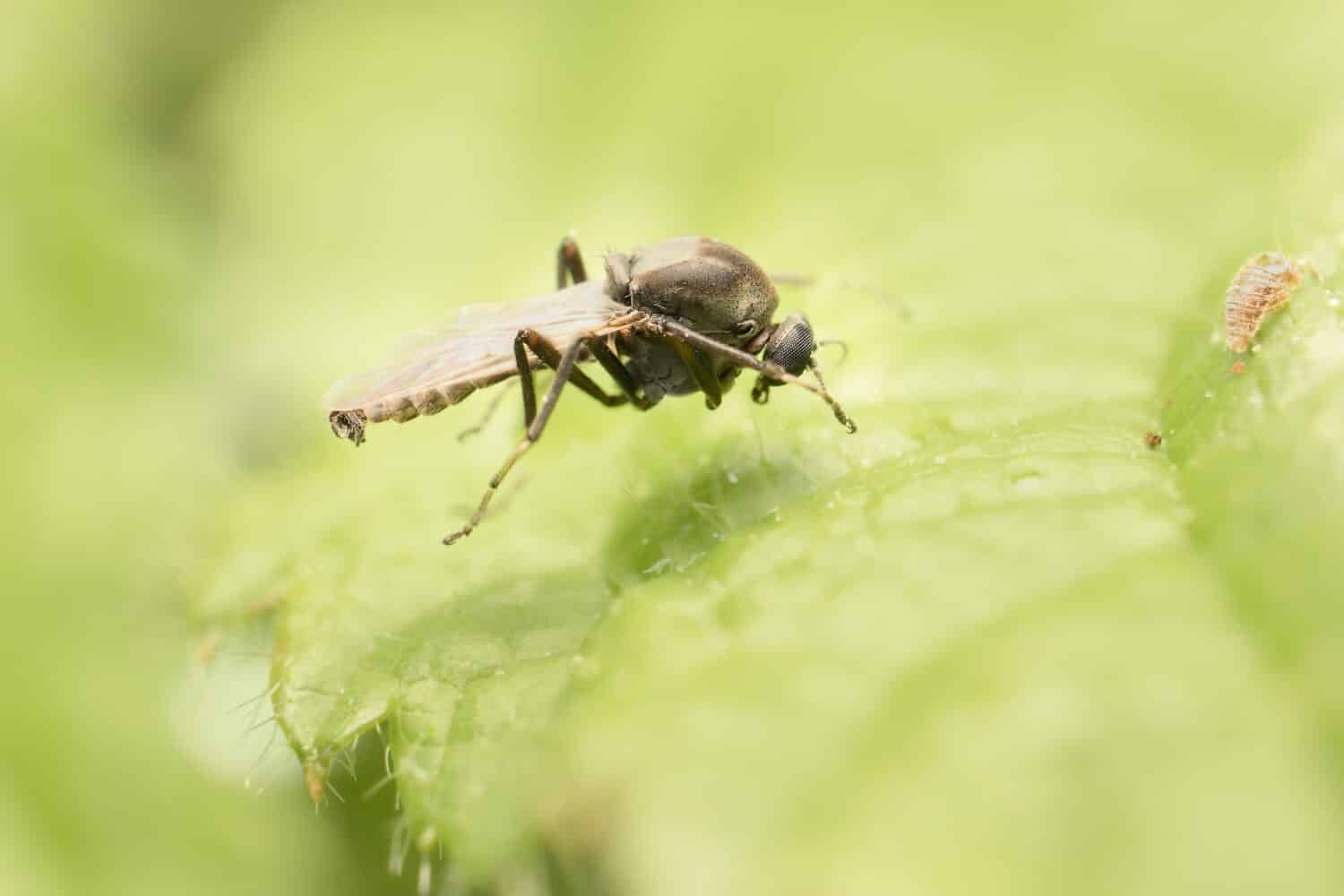 piccola mosca Simulium su una foglia