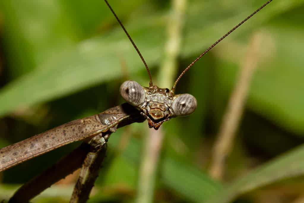 Un colpo alla testa da vicino l'immagine dell'obiettivo macro di una mantide Carolina adulta su una pianta.  L'immagine mostra i dettagli del suo occhio composto, dei bocchini e dell'antenna, nonché parti del suo potente braccio