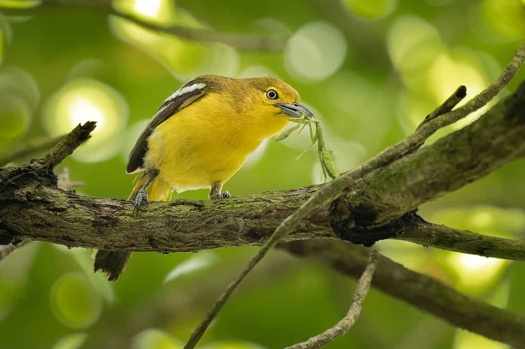   Aegithina tiphia piccolo uccello passeriforme giallo e nero trovato in tutto il subcontinente indiano tropicale con popolazioni che mostrano variazioni di piumaggio, caccia insetti - mantide.