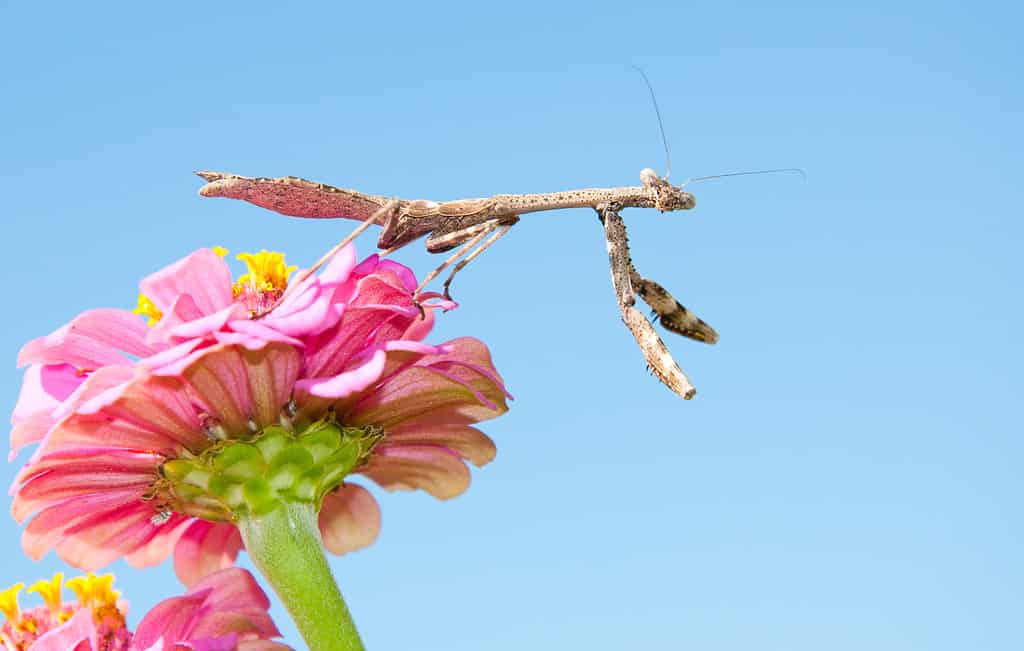 Carolina Mantid in attesa di preda su un fiore Zinnia contro il cielo blu