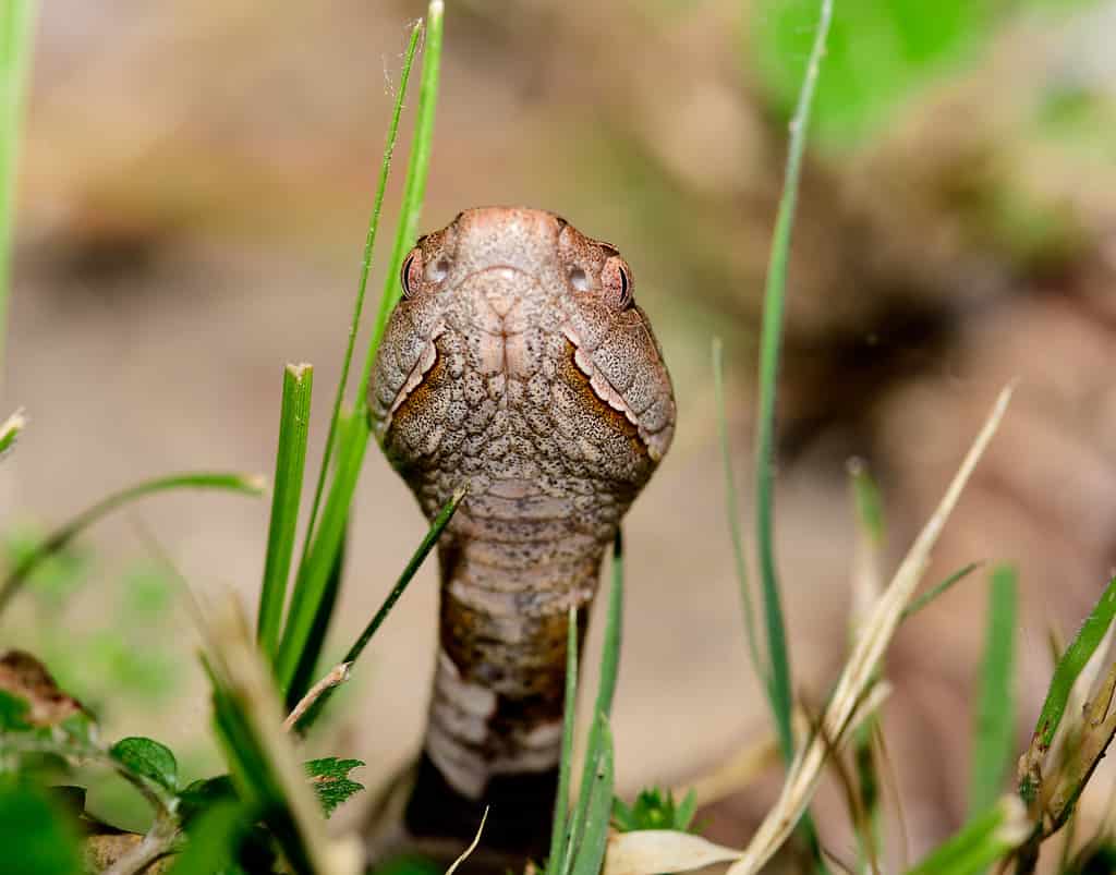 Serpente testa di rame orientale