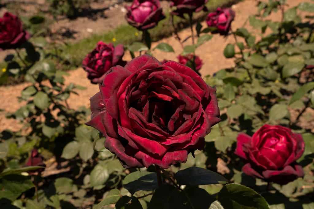 Rose rosse.  Vista ingrandita del fiore Rosa Oklahoma di petali rossi, che fiorisce in primavera nel giardino.