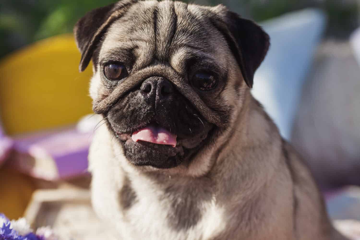 Ritratto di un cane di razza carlino con mantello color argento e lingua fuori seduto su una copertura da picnic nel parco con erba verde in una giornata di sole in estate.