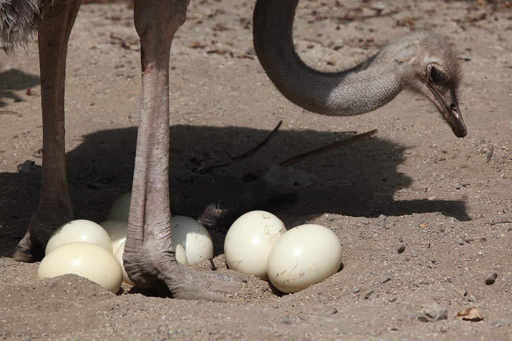 Struzzo (Struthio camelus) ispeziona le sue uova nel nido.  Animale selvatico.