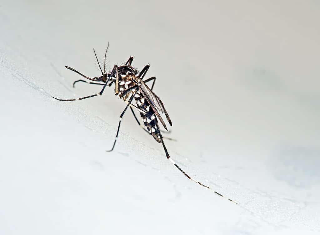 Macro della zanzara della foresta di Tiger aka.  Aedes albopictus.  Stegomyia albopicta.  Vettore per Chikungunya, Dengue e febbre gialla.  Una volta principalmente asiatico, ora diffuso.