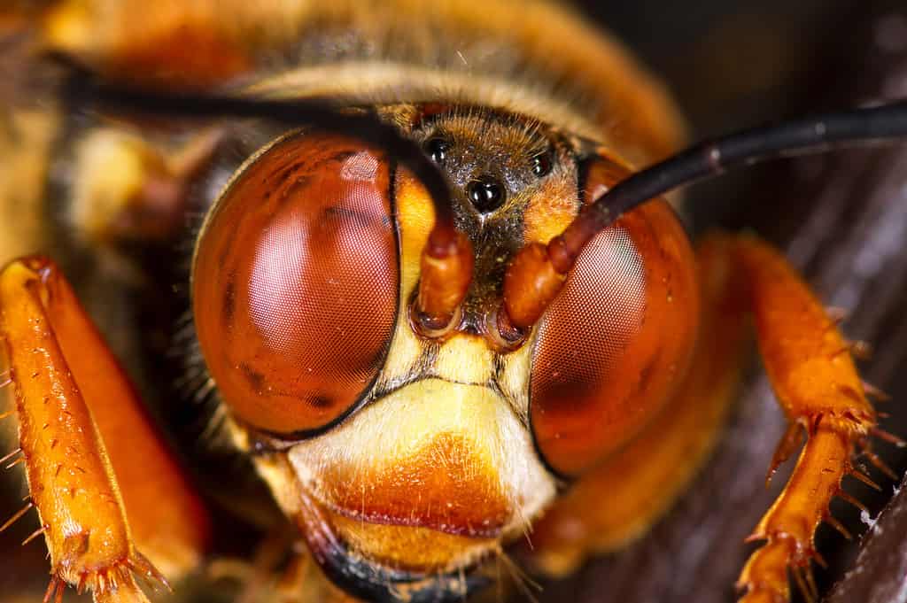 La vespa killer cicala è la vespa più grande del mondo