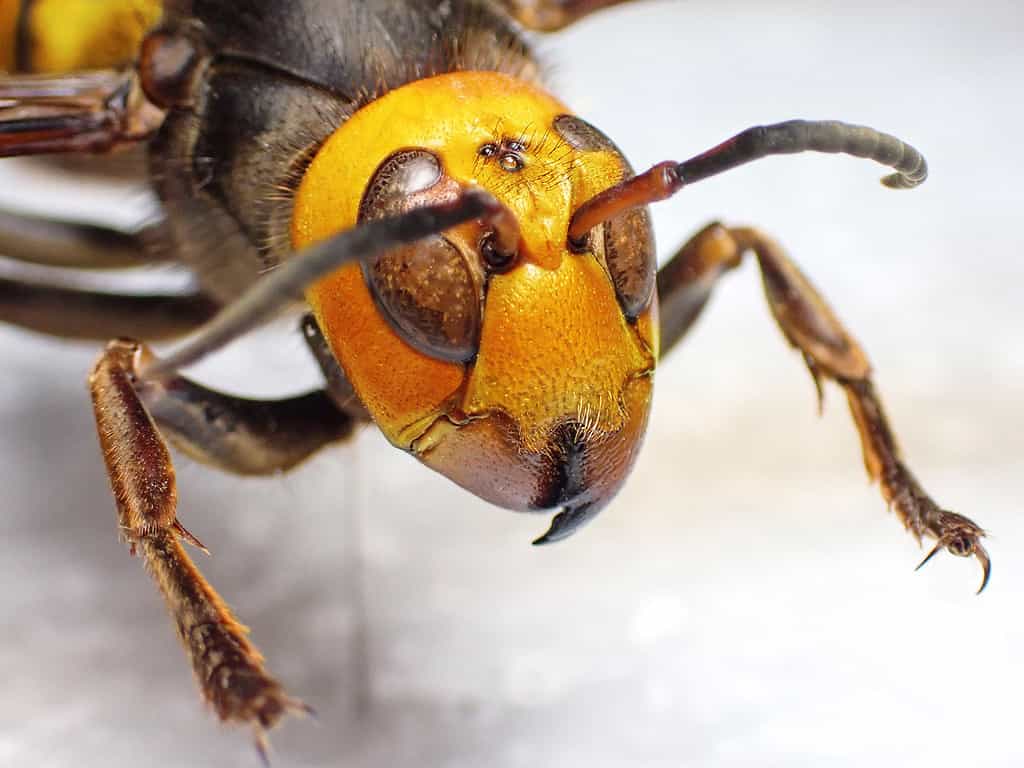 Calabrone gigante asiatico, 2020, animale, parte del corpo animale, testa di animale