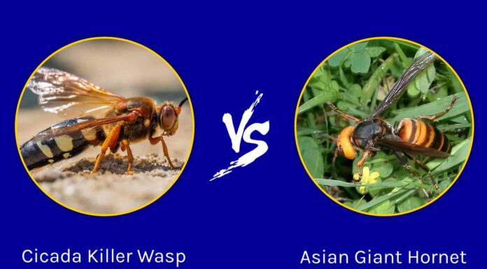 Cicada Killer Wasp vs. Asian Giant Hornet: 5 differenze chiave
