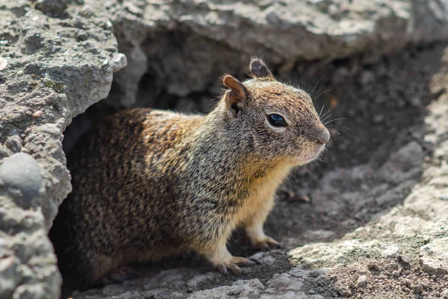 Uno scoiattolo di terra della California si trova fuori dal suo nido - noto come tana - e sembra guardare la telecamera.