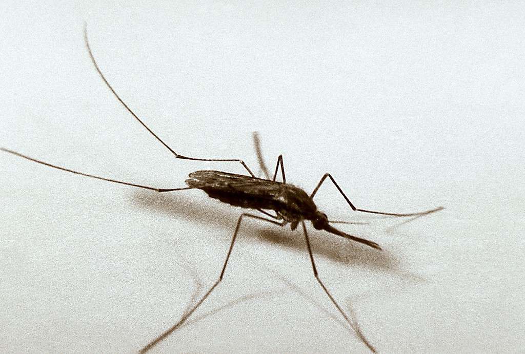 Zanzare comuni della malaria