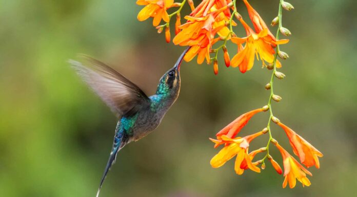 7 grandi fiori in vaso che puoi piantare per attirare i colibrì
