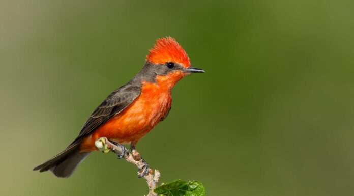 Avvistamenti di uccelli rossi: significato spirituale e simbolismo
