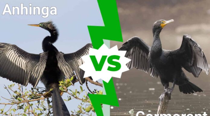 Anhinga vs Cormorant: 12 differenze chiave
