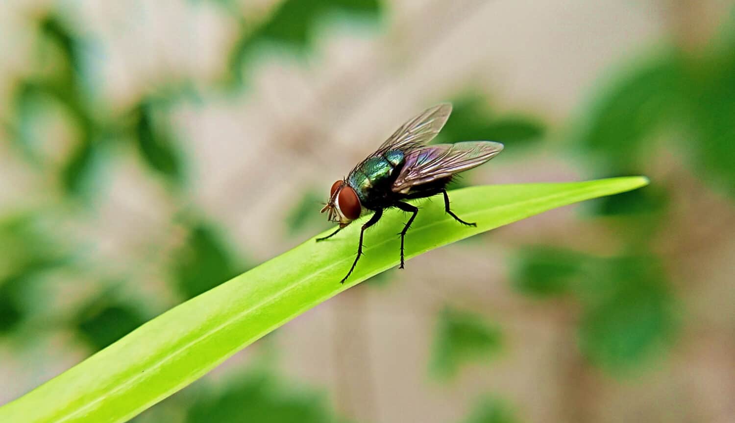 Mosca domestica seduta su una lunga foglia verde primo piano riprese macro