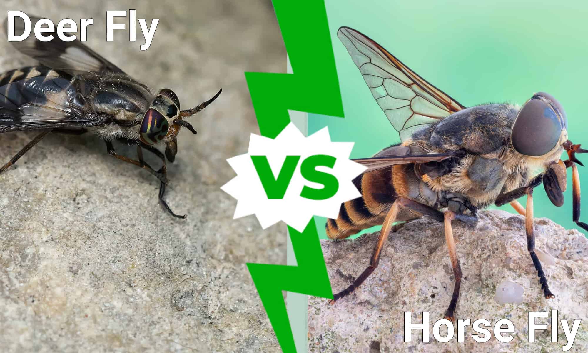 Deer Fly vs Horse Fly: 3 differenze chiave