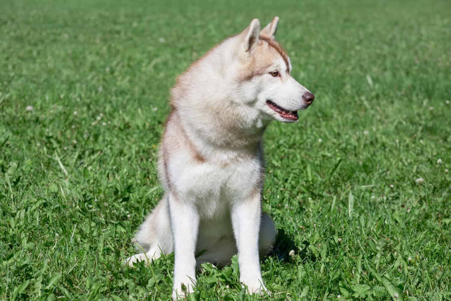 Sable siberian husky cucciolo è seduto su un prato verde.  Animali domestici.