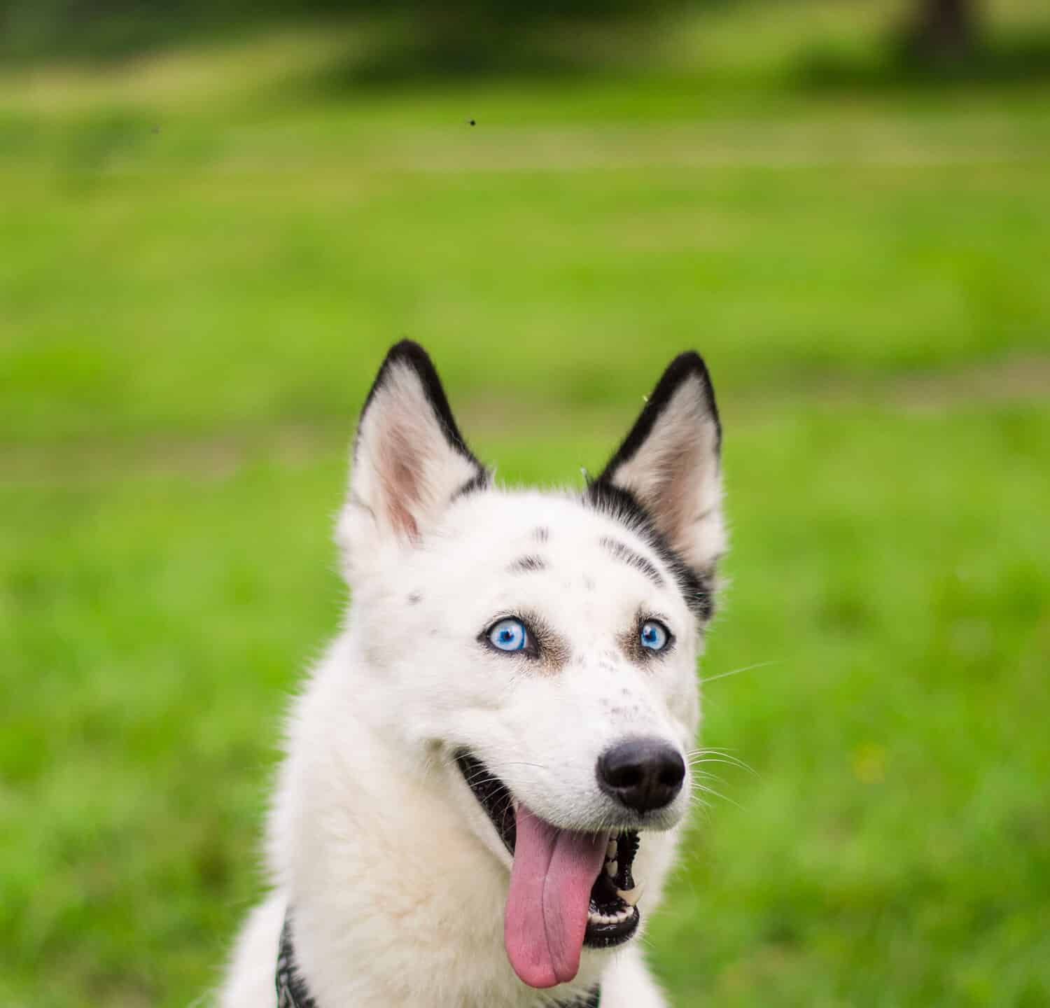 Ritratto del husky siberiano