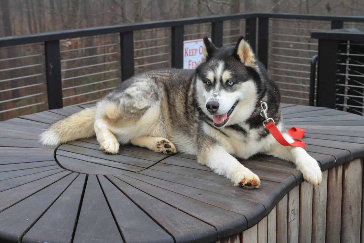 Ritratto di felice Husky al parco.