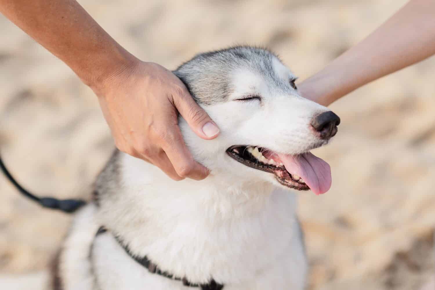 Ritratto al cane husky siberiano