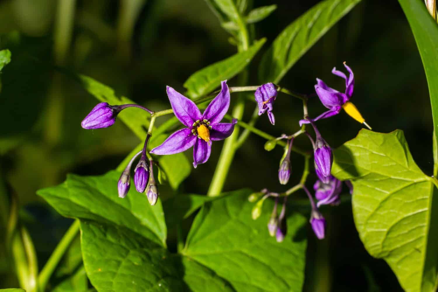 Belladonna agrodolce, Solanum dulcamara, fiori e boccioli con foglie da vicino.