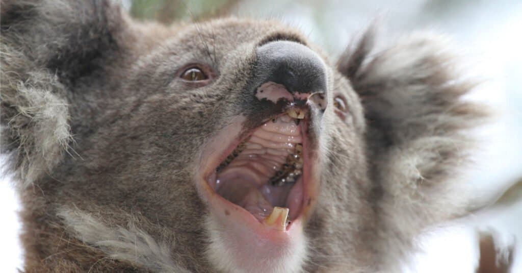 Denti di Koala - Koala che sbadiglia