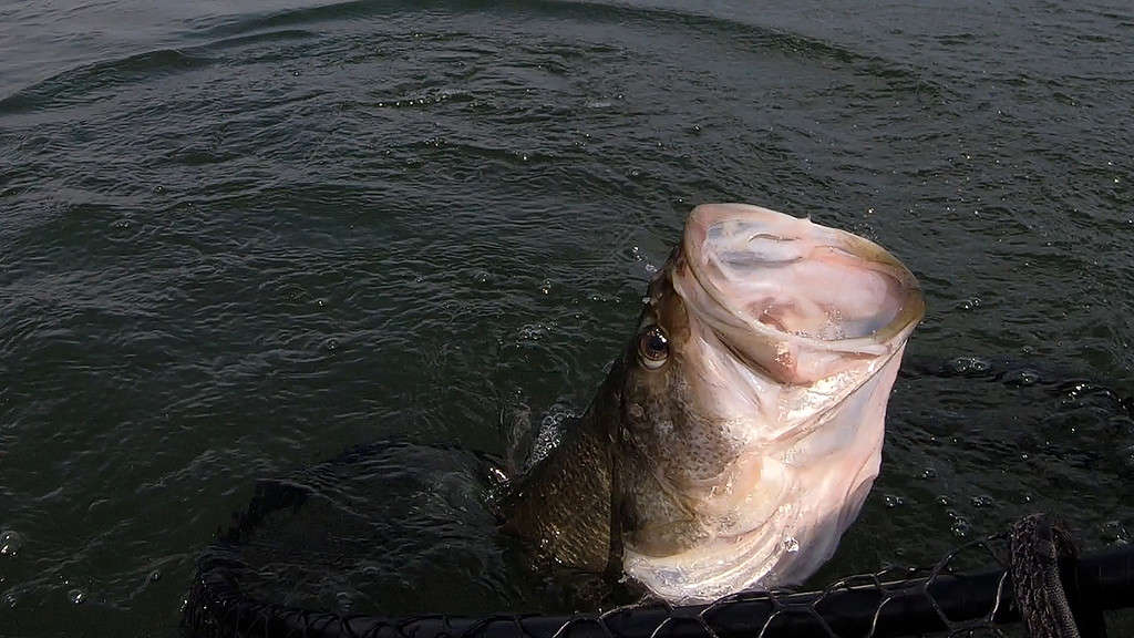 Persico trota che entra in una rete con la bocca aperta.  Il pesce è stato rilasciato illeso.