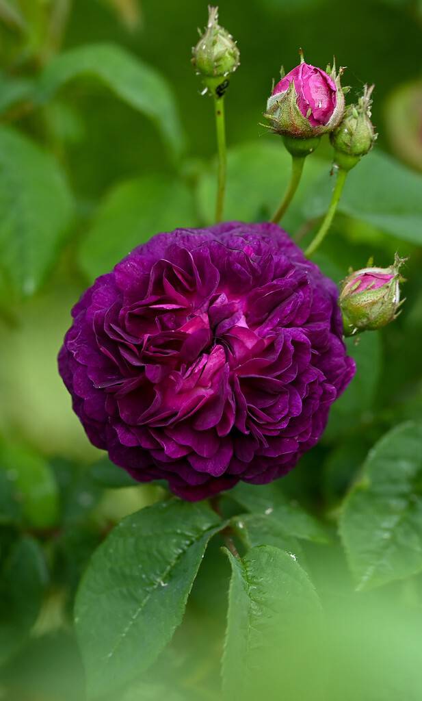 Rosa (x) gallica, Cardinal de Richelieu, Enghien, Belgio