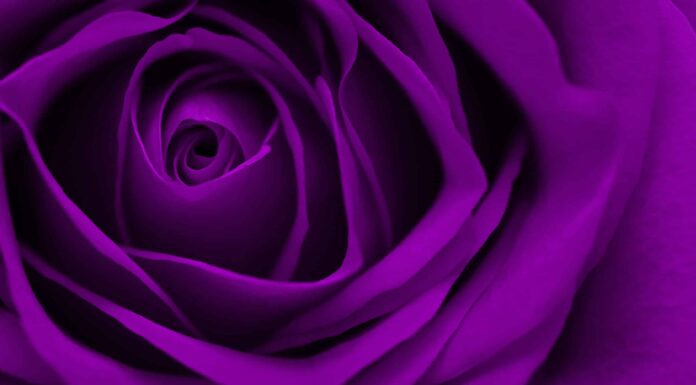 Rose viola: significato, simbolismo e occasioni appropriate
