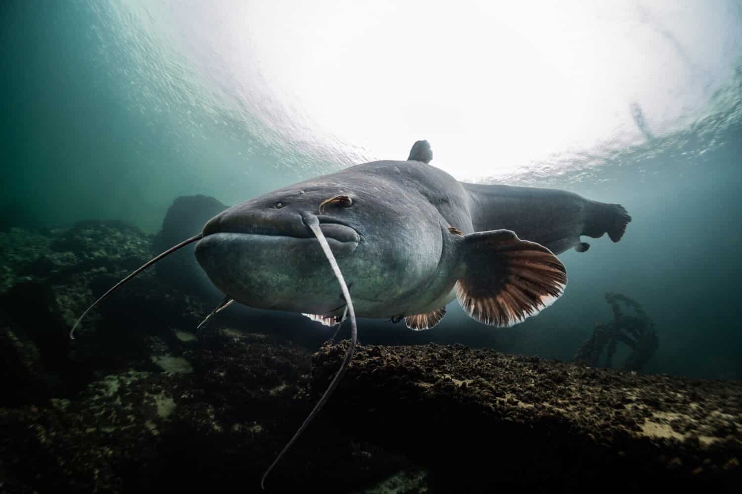 Pesce gatto fotografato da un subacqueo sotto al lago di costanza