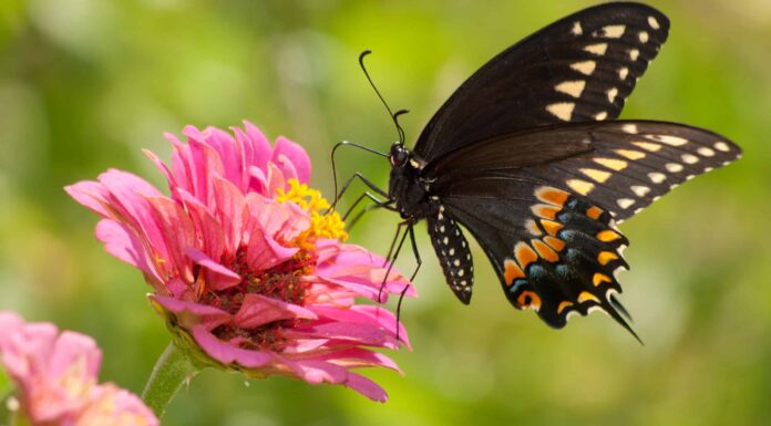 Avvistamenti di farfalle nere e gialle: significato spirituale e simbolismo
